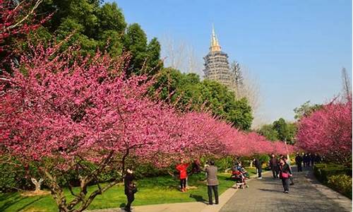 常州红梅公园梅花节_常州红梅公园梅花节2