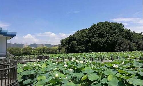 洪湖公园附近有什么好玩的地方_洪湖公园好