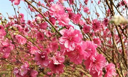 石马桃花公园桃花几时开_石马桃花公园怎么去