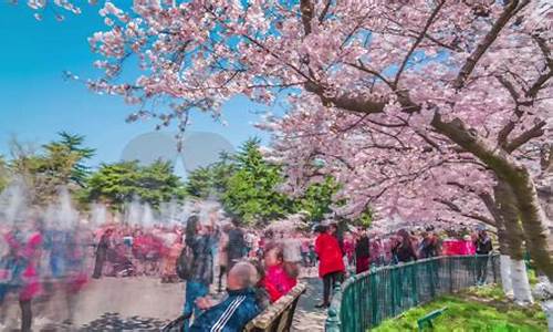 青岛中山公园清明期间赏花_青岛中山公园清明期间赏花的地方