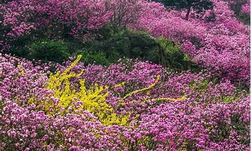 青岛清明节旅游攻略必去景点_青岛清明节旅游攻略