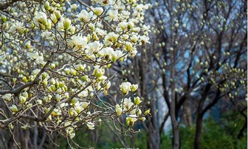 济南百花公园的玉兰花开了吗_济南百花公园门票价格