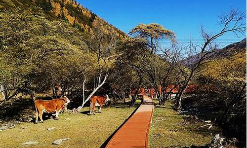 夹金山森林公园住宿,夹金山森林公园