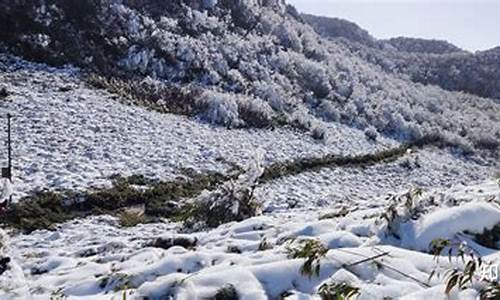 重庆到金佛山路线怎么走比较好_重庆到金佛山路线怎么走比较好走