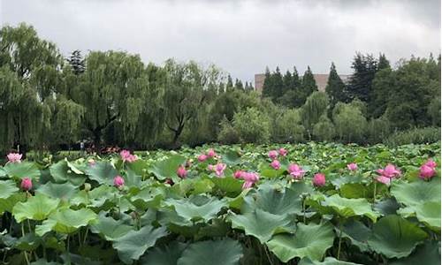 什么节日做灯笼,福州南公园荷花池开了吗