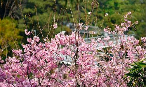 狐尾山景点_狐尾山公园樱花谷在哪里