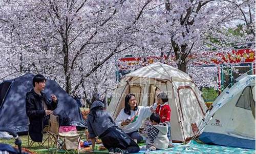 顾村公园樱花节车展门票_顾村公园樱花观赏时间