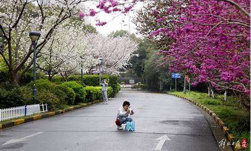 闵行体育公园千米樱花道,闵行体育公园 樱花