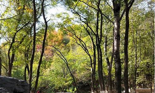 北京森林公园票价_北京森林公园旅游观光年票