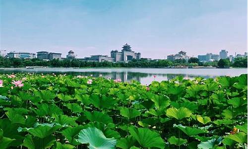 厦门莲花公园附近的住宿,厦门莲花公园属于哪个区