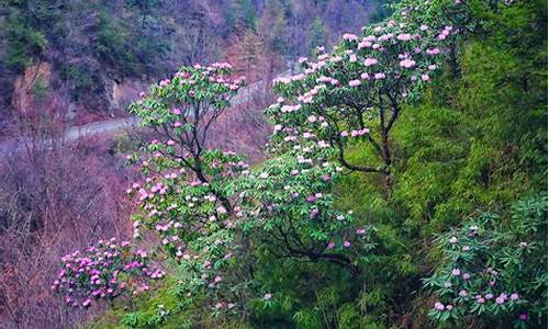 木王森林公园杜鹃花什么时候开-木王山的高山杜鹃什么时候开